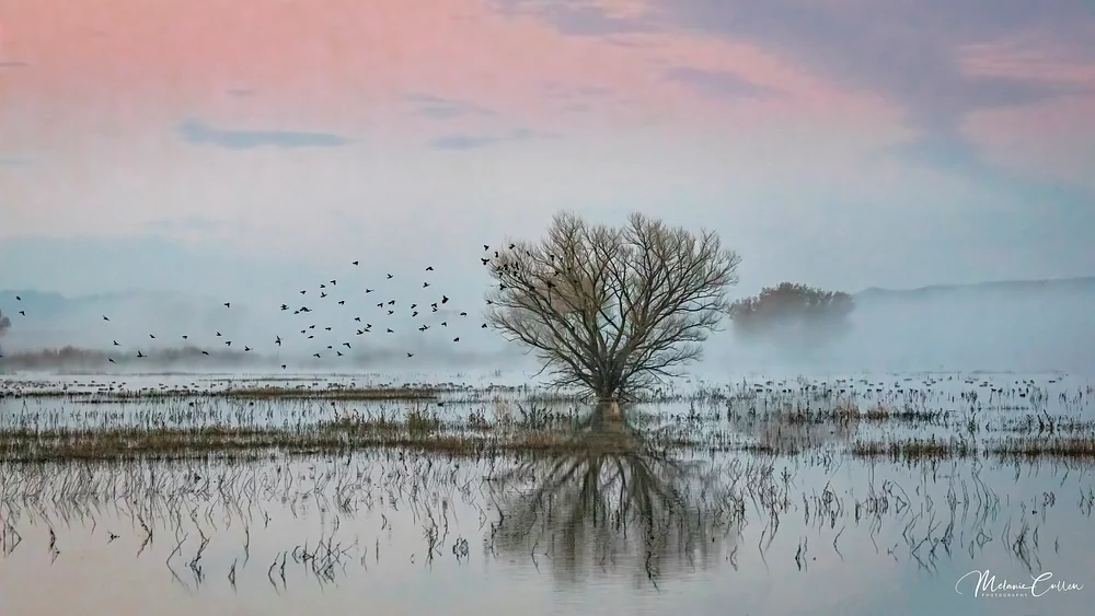 Sunrise Mist and Birds