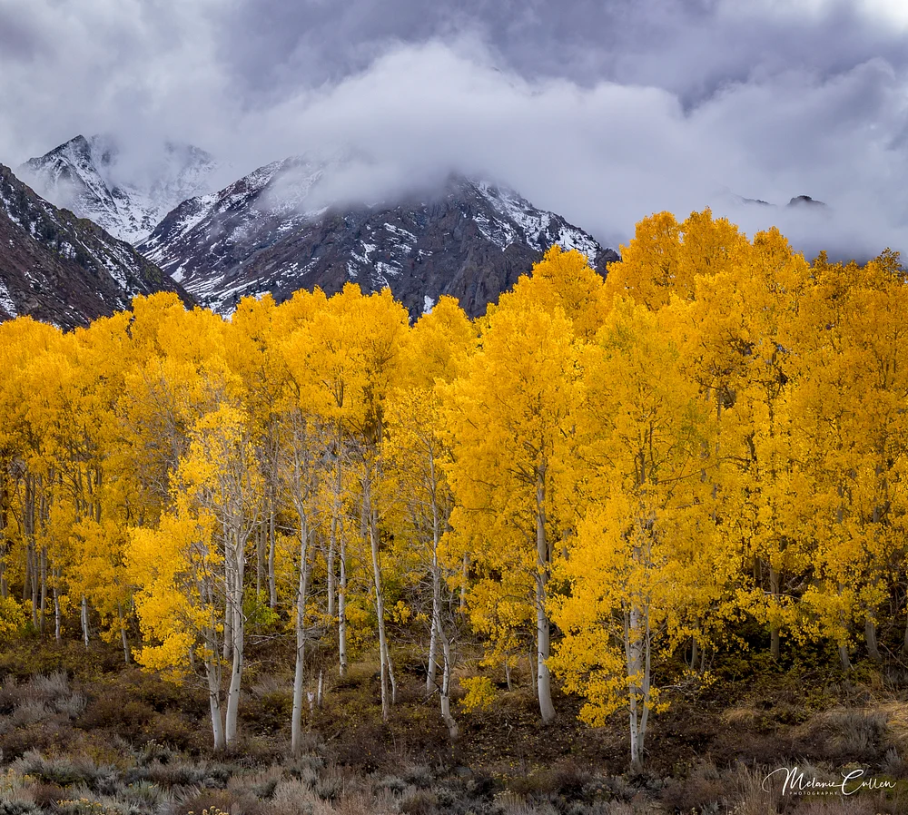 Aspens in Fall
