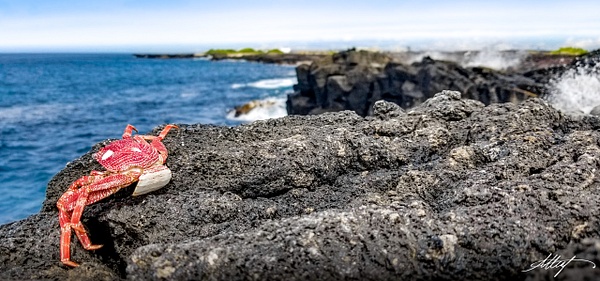 Hawaii-Red-Crab-Lava-Pacific-Ocean-18x36 - Water Scenes - ResonantPhotos