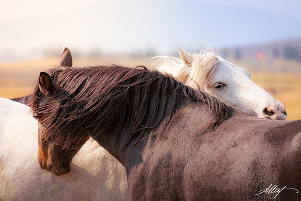 Brawnson-Shakira-Horses-Mustangs-Grooming-Fall-4x6 - Sanctuary Mustangs - ResonantPhotos 