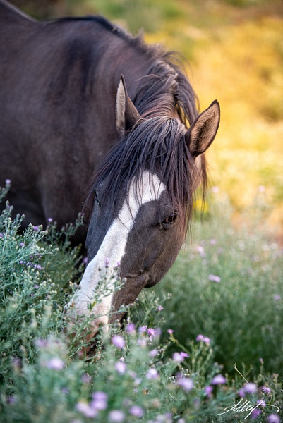 Kokopelli-Horse-Mustang-Grulla-Blaze-Head-Summer-4x6 - Sanctuary Mustangs - ResonantPhotos