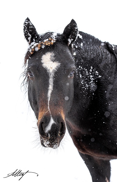 NobleMoon-Horse-Mustang-Arabian-Stripe-Head-Winter-4x6 - Sanctuary Mustangs - ResonantPhotos 