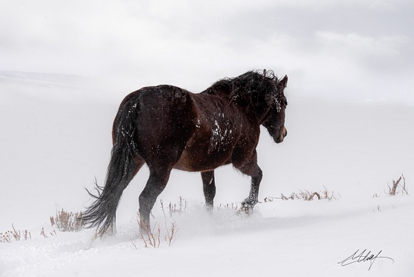 Brawnson-Horse-Mustang-Body-Winter-4x6 - Sanctuary Mustangs - ResonantPhotos 