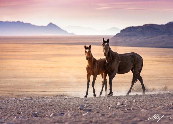 Horse-Wild-Onaquis-Mustang-Black-Mare-Brown-Foal-Sunset-16x9 - Utah Onaqui Mustangs 