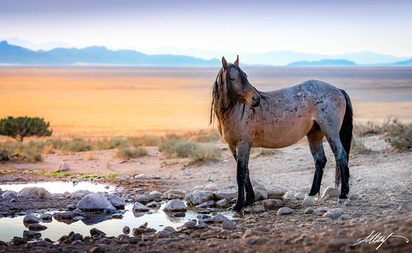 Horse-Wild-Onaquis-Mustang-Roan-Body-Sunset-Water-4x6 - Utah Onaqui Mustangs