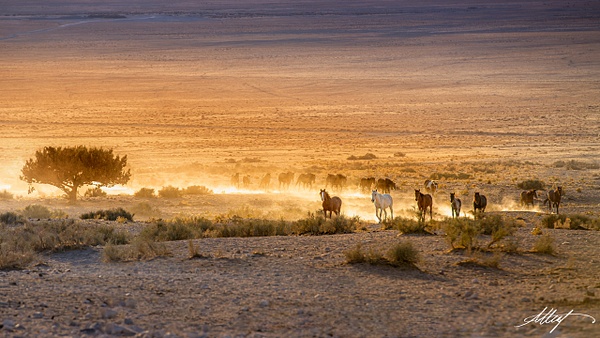 Horses-Wild-Onaquis-Mustang-Herd-Fall-Sunset-1-16x9 - Utah Onaqui Mustangs 