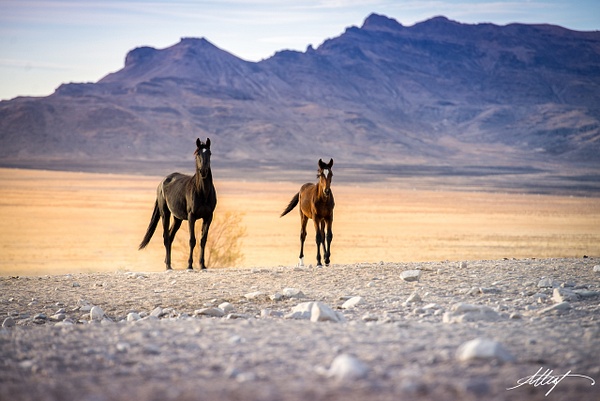 Horse-Wild-Onaquis-Mustang-Black-Mare-Brown-Foal-Sunset-1-4x6 - Utah Onaqui Mustangs 