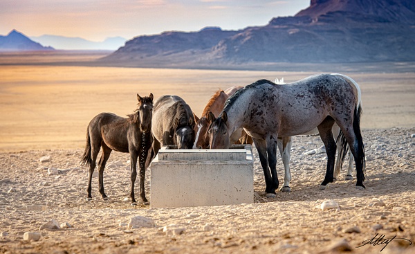 Horses-Wild-Onaquis-Mustang-Herd-Fall-Sunset-1-4x6 - Utah Onaqui Mustangs