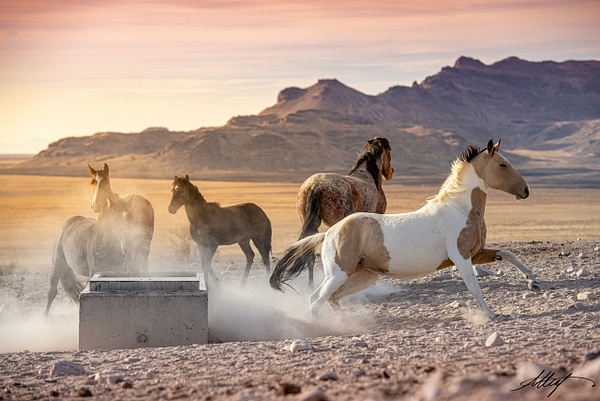 Horses-Wild-Onaquis-Mustang-Herd-Fall-Sunset-2-4x6 - Utah Onaqui Mustangs