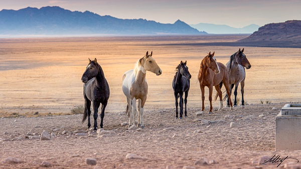 Horses-Wild-Onaquis-Mustang-Herd-Blue-Eye-Fall-Sunset-16x9 - Utah Onaqui Mustangs 