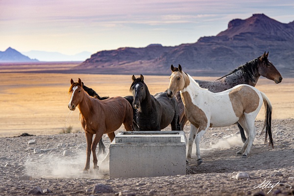 Horses-Wild-Onaquis-Mustang-Herd-Blue-Eye-Fall-Sunset-4x6 - Utah Onaqui Mustangs 