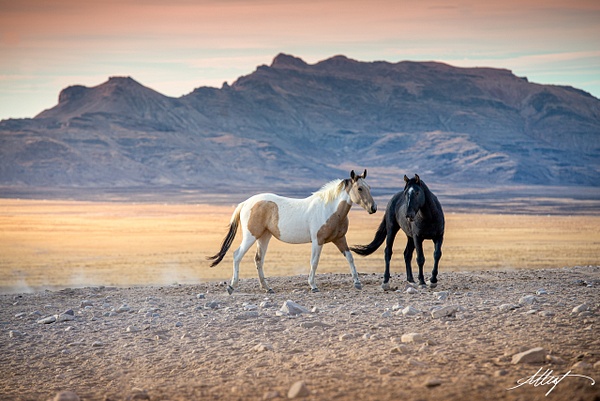 Horses-Wild-Onaquis-Mustang-Two-Fall-Sunset-4x6 - Utah Onaqui Mustangs
