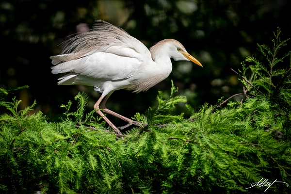 Cattle Egret Fluffing - Shore Birds - ResonantPhotos
