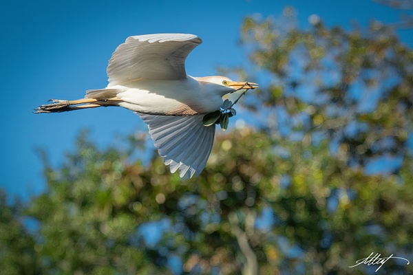 Cattle Egret in Flight - Shore Birds - ResonantPhotos 
