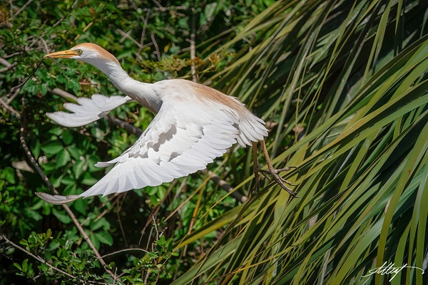 Cattle Egret Takes Off - Shore Birds - ResonantPhotos 