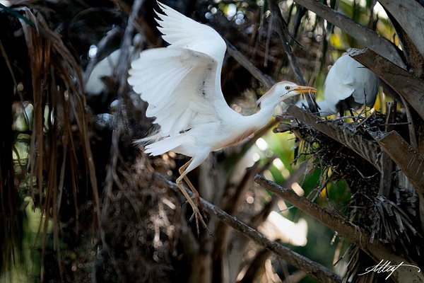 Cattle Egret Furnishing the Nest - Shore Birds - ResonantPhotos