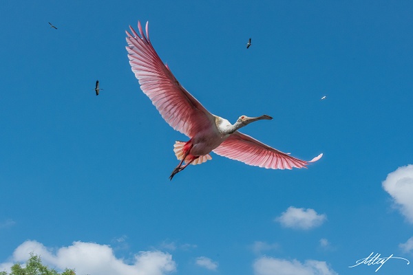 Roseate-Spoonbill-in-Flight - Shore Birds - ResonantPhotos 