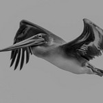 California  Brown Pelican in flight