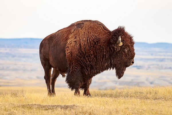 American Bison - Landscape - Saddle Rock Photography 