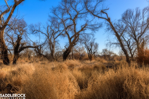 Mojave Narrows (3 of 1) - My High Desert - SaddleRock Photography 