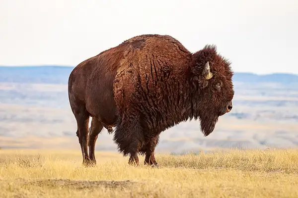 American Bison by SaddleRockPhotography