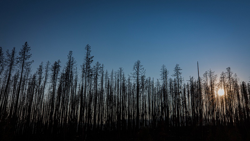 Rocky Mountain National Park - Burned Trees