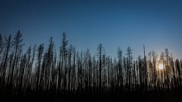 Rocky Mountain National Park - Burned Trees by...
