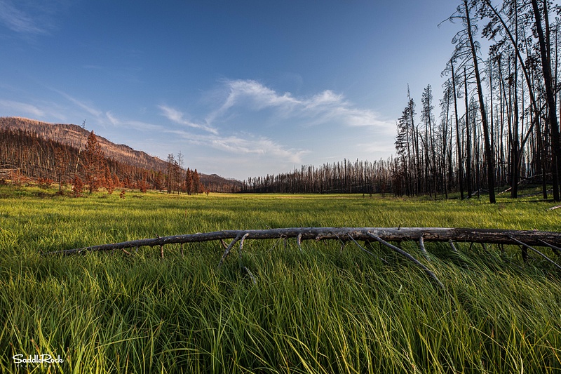 Rocky Mountain National Park - Meadow