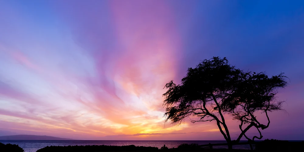 Lonely Tree