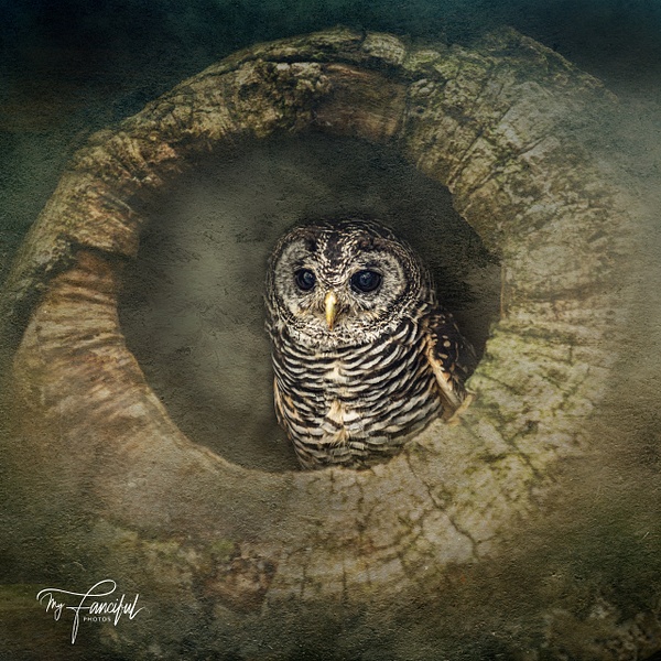 Fraggle the Owl - fancifulphotos