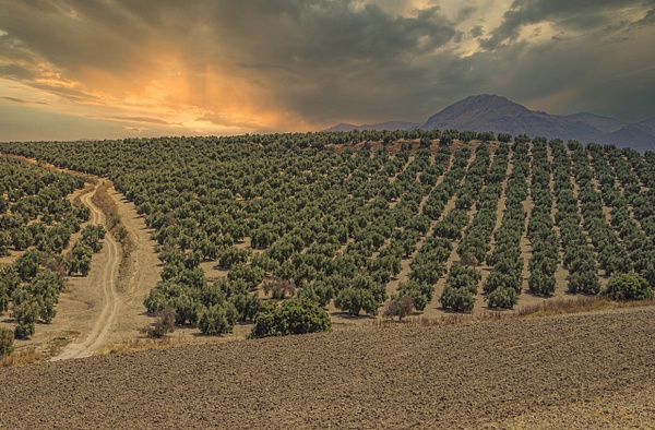 ANDALUSIA 7 - LANDSCAPE - Pierre Pevsner Photography 