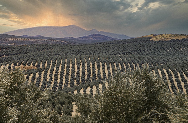 ANDALUSIAB 8 - LANDSCAPE - Pierre Pevsner Photography