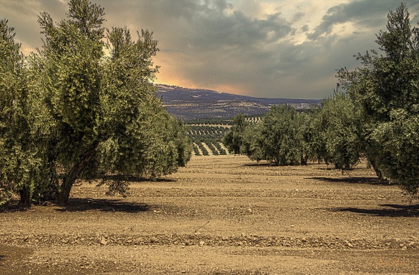ANDALUSIA 10 - LANDSCAPE - Pierre Pevsner Photography