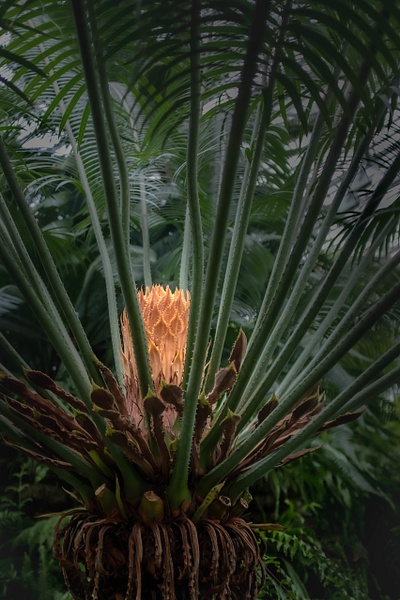 Sago Palm-Circas circinalis- Zamiacece-Thailand-Garfield Conservatory - Botany - Guy Riendeau Photography 