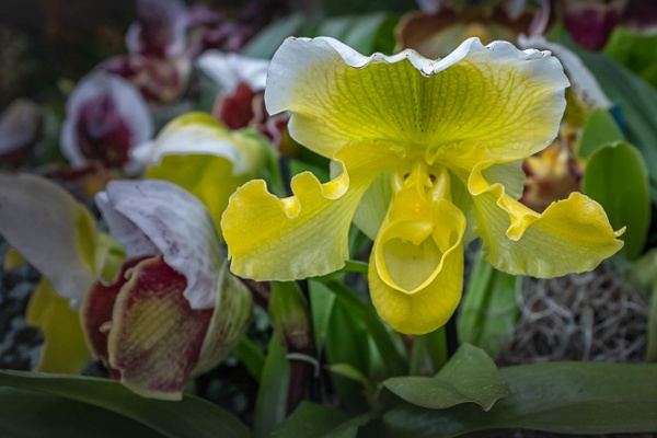 Yellow Lady Slipper-Orchids-Paphiopedilum Insigne - Botany - Guy Riendeau Photography 
