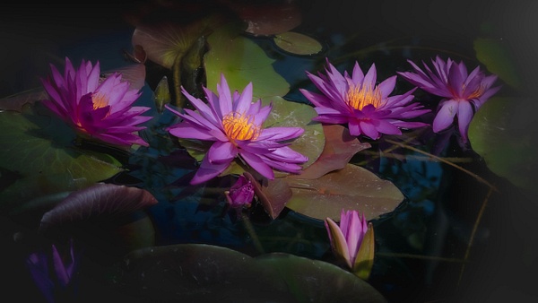 Pink Water Lilies-Lily Pads-Botanic Garden - Botany - Guy Riendeau Photography 