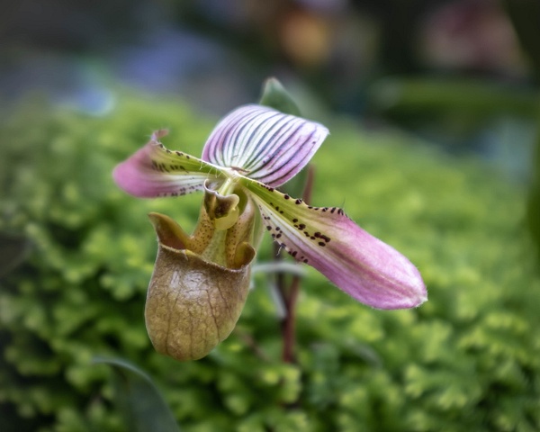 Lady Slipper-Orchid-Paphiopedilum Insigne - Botany - Guy Riendeau Photography 
