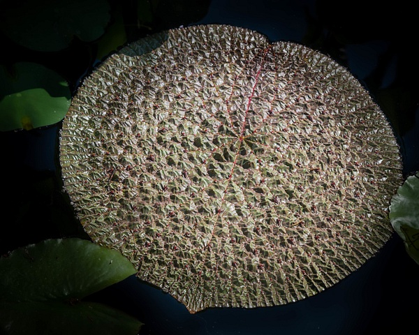 Victoria Lily Pad-Chicago Botanic Garden-Summer Pond - Botany - Guy Riendeau Photography