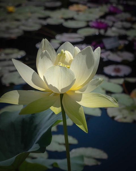 Sacred Lotus Flower-Pond-Lily Pads-Botanic Garden - Botany - Guy Riendeau Photography 