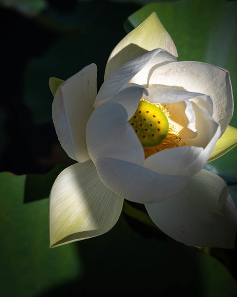 Sacred Lotus Flower-Botanic Garden-Nelumbo Nucifera - Botany - Guy Riendeau Photography