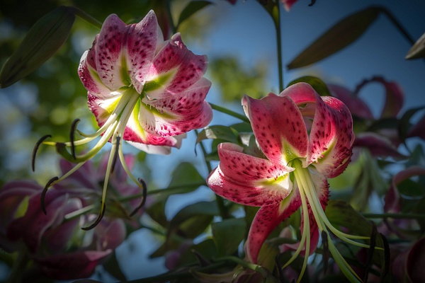 Tiger Lilies-Wild Flowers-Botanic Garden - Botany - Guy Riendeau Photography