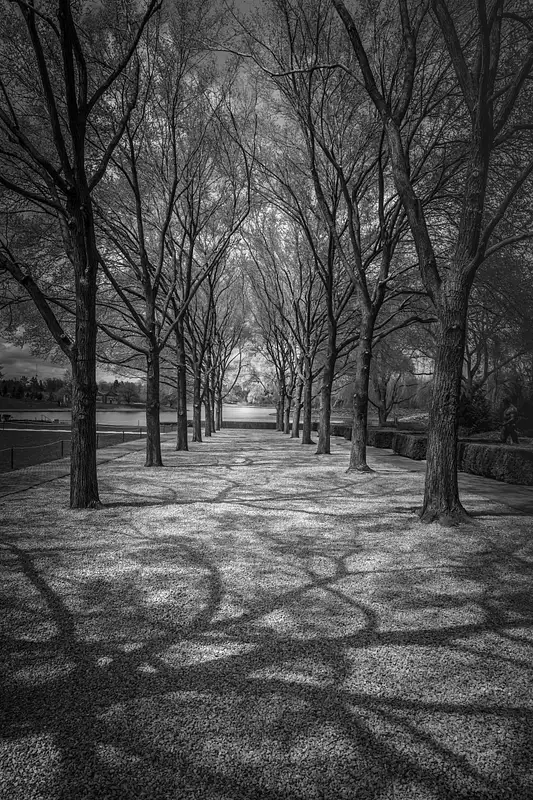 Chicago Botanic Garden-Shadowy-Tree Lined-Path-