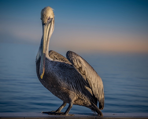 Ft. Myers-Florida-Patient-Pelican-Lunchtime - Nature &amp;amp; Wildlife - Guy Riendeau Photography 
