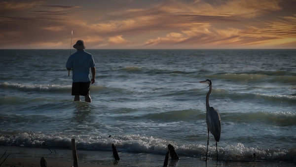 Egret-Fisherman-Surf Fishing-Ft. Myers-Florida - Nature &amp;amp; Wildlife - Guy Riendeau Photography
