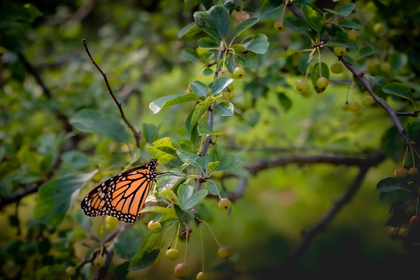 Monarch Butterfly-Chicago Botanic Garden - Nature & Wildlife - Guy Riendeau Photography