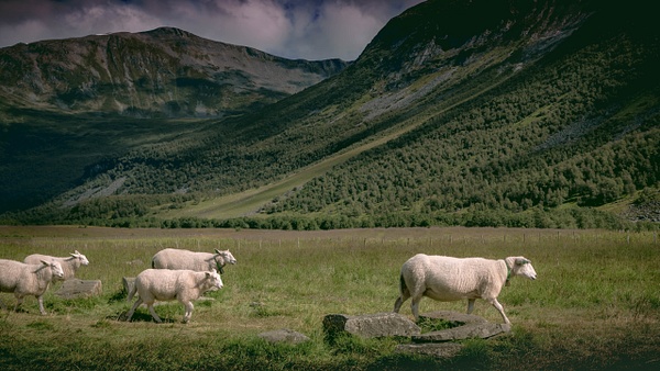 Geiranger-Norway-Sheep-Mountain Farm - Nature & Wildlife - Guy Riendeau Photography