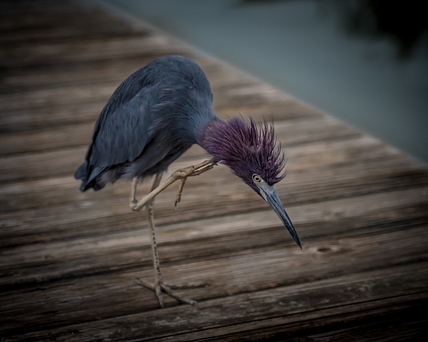 Little Blue Heron-Ft. Myers-Florida-Hyper Hairdo - Nature &amp;amp; Wildlife - Guy Riendeau Photography