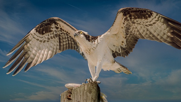 Osprey-Ft.Myers-Florida-Fish-Breakfast - Nature &amp;amp; Wildlife - Guy Riendeau Photography 