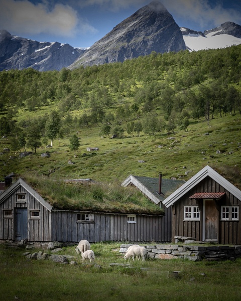Geiranger-Norway-Sheep Mountain-Farm-Housing - Nature &amp;amp; Wildlife - Guy Riendeau Photography 