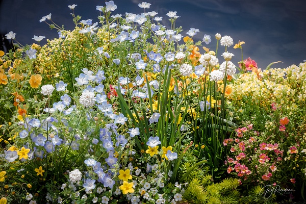 Wild Flowers - Chicago Botanic Garden - Botany - Guy Riendeau Photography